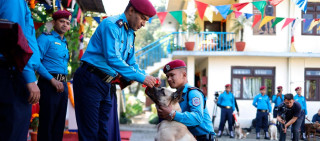 लागुऔषध अनुसन्धान गर्ने घुङ्ग्रुलाई यस वर्षको सर्वोत्कृष्ट कुकुर घोषणा