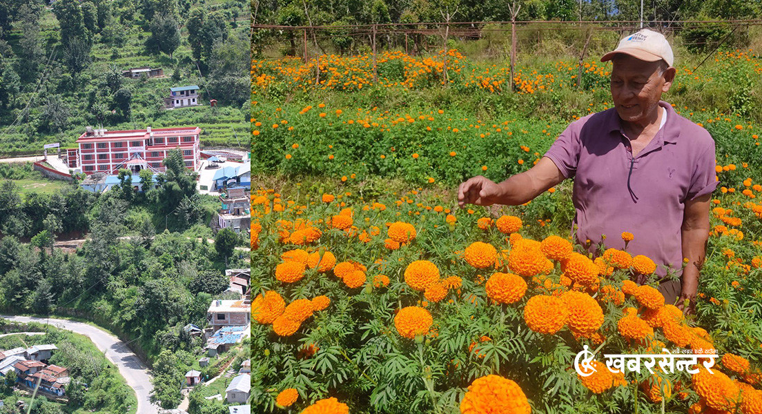 गोरखाको भिमसेनथापा गाउँपालिकामा 'बाँझो जमिनमा फुलखेती’ अभियान