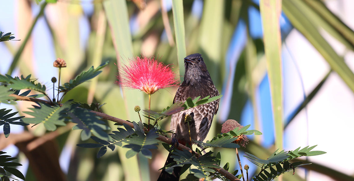 फूलको रस र चरा