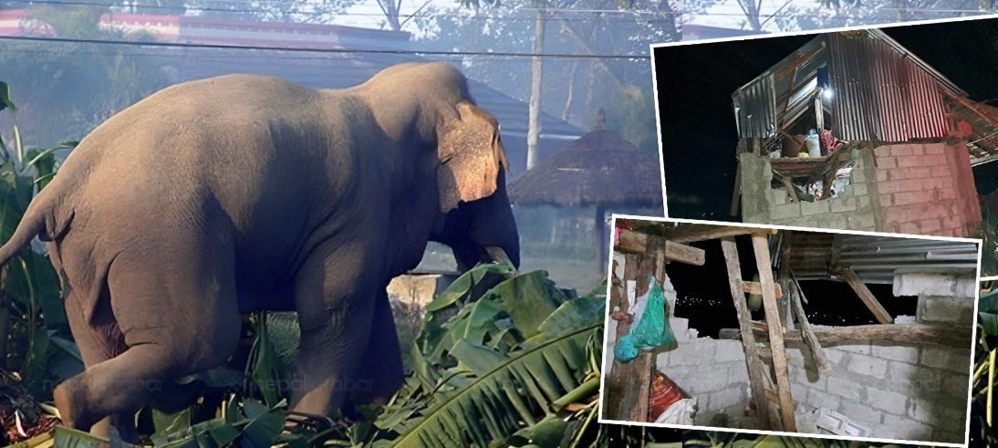 सुतिरहेको ठाउँमै आएर हात्तीले आक्रमण गर्दा महिलाको मृत्यु