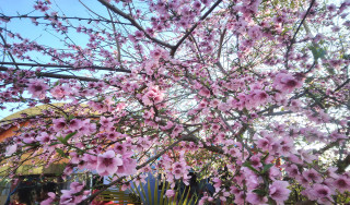 आरुको फूल