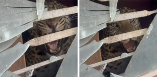 काठमाडौंको तारकेश्वरमा घरभित्र चितुवा पस्यो