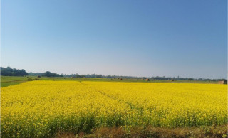 नवलपरासी पूर्वमा तीन हजार सात सय छयालीस हेक्टर क्षेत्रमा तोरी खेती