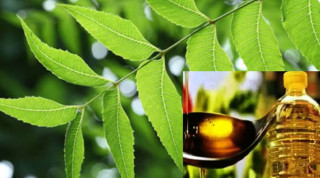 आज तेल लगाउने र नीमको पात खाने दिन