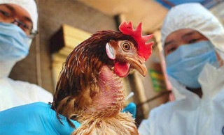 उर्लाबारी र सुन्दरहरैँचामा बर्डफ्लु संक्रमण पुष्टि