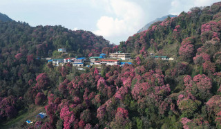 लालीगुराँसको जंगल