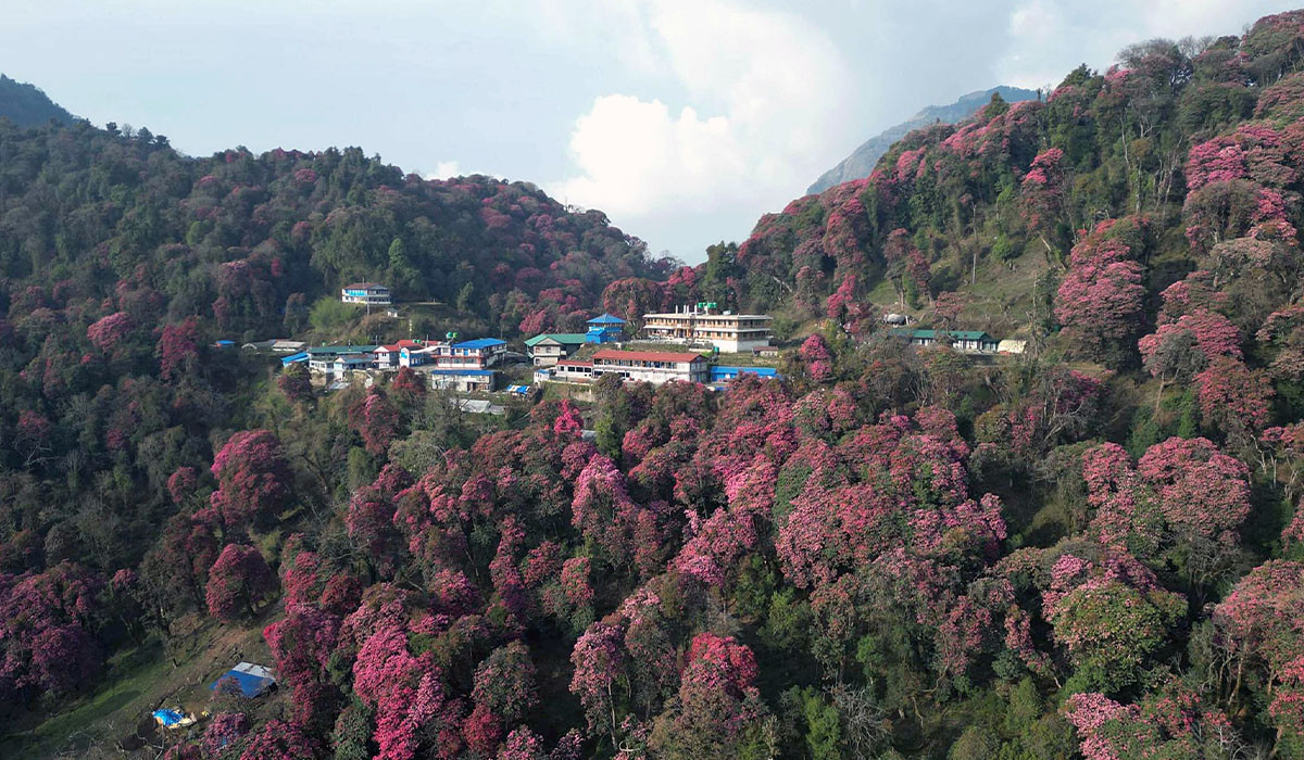 लालीगुराँसको जंगल