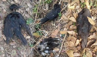 कीर्तिपुरस्थित त्रिवि परिसरमा ६८ वटा काग मृत फेला, बर्डफ्लु पुष्टि