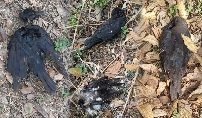 कीर्तिपुरस्थित त्रिवि परिसरमा ६८ वटा काग मृत फेला, बर्डफ्लु पुष्टि