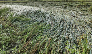 सोमबार रातीको तीव्र हावाहुरीले पाक्नै लागेको धानमा क्षति