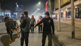 छाडा चौपाया व्यवस्थापन गर्न सिद्धार्थनगरमा दोस्रोपटक अभियान सञ्चालन