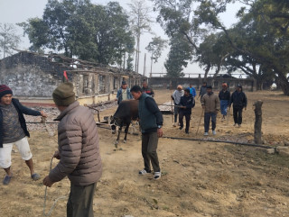 भैरहवामा गाईगोरु छाडा छाड्नेलाई जरिवाना