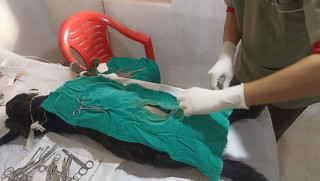 बुटवलमा सामुदायिक कुकुरको बन्ध्याकरण र रेविजविरुद्धको खोप