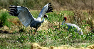 सारस संरक्षणका लागि सचेतना