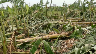 हावा हुरीले केरा खेतीमा करोडौको क्षति