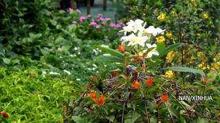 जलवायु परिवर्तनको असर कम गर्न बंगलादेशले शुरु गर्‍यो मेगा वृक्ष रोपण अभियान