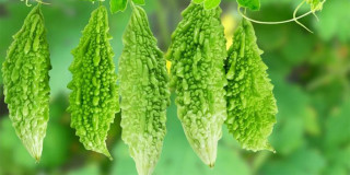 तीते करेला स्वास्थ्यका लागि कति लाभदायक ? हेरौं यसका फाइदा