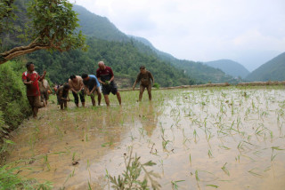 लुम्बिनीका मुख्यमन्त्री महराले गृह जिल्ला रोल्पामा रोपे धान
