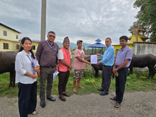 दुध उत्पादन वृद्धि गर्न बुटवलमा पाडी वितरण