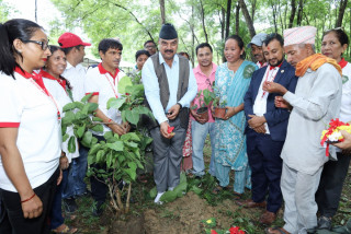 रेडक्रस सैनामैना दुधराक्ष उप–शाखाले लगायो १०८ पिपलका विरुवा