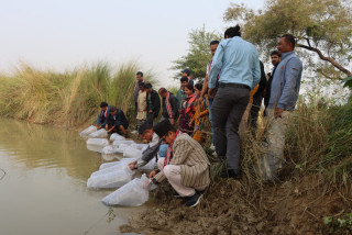 सैनामैनाको लेडुवा तालमा १० हजार माछाका भुरा राखियो
