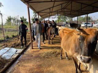 ‘गौशालामा पालिएका छाडा चौपायाको नश्ल सुधार गरेर उत्पादन क्षमता बढाउने कार्यक्रम ल्याउँछौं’