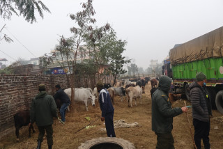 छाडा चौपाय व्यवस्थापनमा सिद्धार्थनगरले बढायो सक्रियता