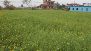 तोरी बालीमा दिइएको अनुदानले तिलोत्तमाका कृषक खुसी