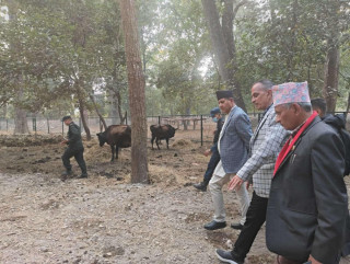 सामुदायिक गाईवस्तु व्यवस्थापनमा लुम्बिनी प्रदेश सरकारको प्राथमिकता