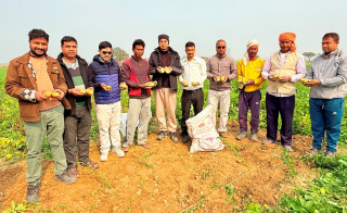 रुपन्देहीमा आलु खेतीमा कृषकको आकर्षण