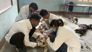 सियारीमा सामुदायिक कुकुरको बन्ध्याकरण