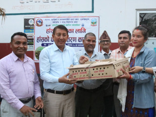 तिलोत्तमा–१७ का पशुपालक कृषकलाई हाँसको चल्ला वितरण