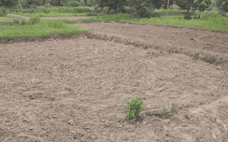 पानी संकट  : मधेसमा असार सकिँदा ३६ प्रतिशत मात्रै धान रोपाईं