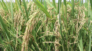 रुपन्देहीमा चैते धानको उत्पादनमा बृद्धि, कृषक क्षेत्र बिस्तारमा