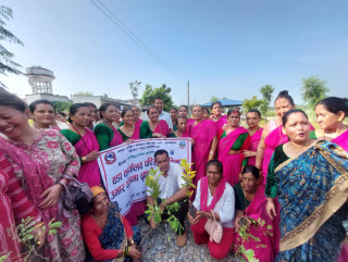 तिलोत्तमा–४ सिमानगरमा ४ सय बढी विरुवा रोपियो