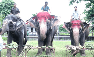 मनाइयो १४ औं अन्तर्राष्ट्रिय हात्ती दिवस