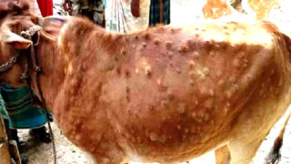 ‘लम्पी स्किन’ रोगबाट कोशी प्रदेशका  जिल्लामा  गाईभैँसी सङ्क्रमित