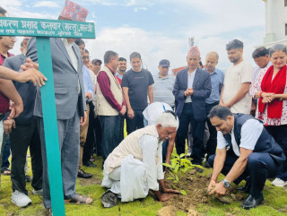 लुम्बिनी प्रदेश राजधानी परिसरलाई हरियाली बनाइँदै, लगाइयो सौन्दर्यपरक विरुवा