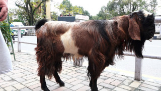 काठमाडौंमा खसीबोका किनमेल जारी