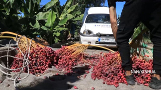 लेबनानका खजुर उत्पादकहरू निरुत्साहित