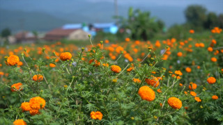 किसान भन्छन् : देशमै पर्याप्त फूल छ, तिहारमा आयात गर्नुपर्ने अवस्था छैन