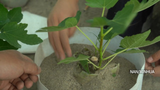 चीनकै ठूलो मरुभूमिमा फलफूल फलाइयो