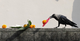 आज काग तिहार मनाइदै