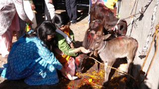 गाईको पूजा गरी मनाइयो गाई तिहार
