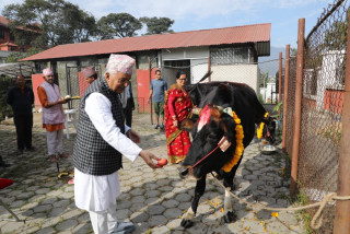 राष्ट्रपति पौडेलद्वारा गौ पूजा