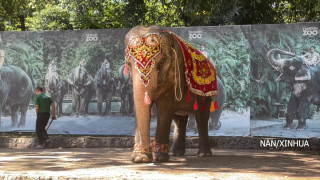 म्यानमारमा पोथी हात्ती मोमो याङ्गुनको ७२ औं जन्मदिन मनाइयो