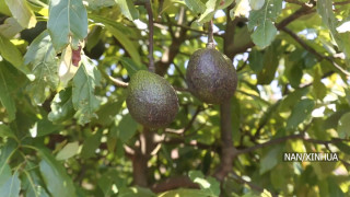 चीनमा तान्जानियाको ‘हरियो सुन’ प्रदर्शनी हुने