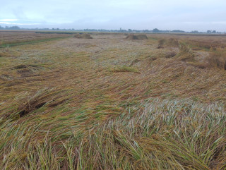 किसानको पीडा : बेमौसमी वर्षाले धान मात्र होइन, भविष्यको आशा पनि टुट्छ