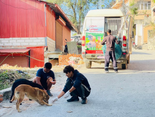 महानगरभित्रका २ हजार ८३ सामुदायिक कुकुरको वन्ध्याकरण