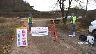 दक्षिण कोरियामा अफ्रिकी स्वाइन फिबरको नयाँ प्रकोप